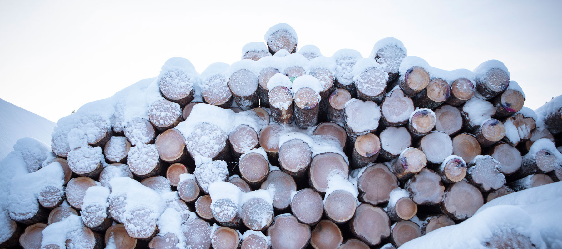 Sutelan saha, mäntyä pinossa.